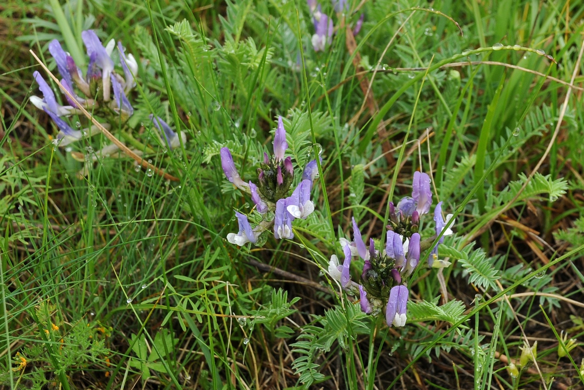 Изображение особи Astragalus kurdaicus.