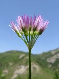 Allium griffithianum. Соцветие (вид сбоку). Таджикистан, Хатлонская обл., Ховалингский р-н, окр. с. Зелолак, низовье р. Обипитоуду - левого притока р. Яхсу, ур. Саридашт, юганник. 06.06.2018.