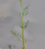 Tripleurospermum caucasicum