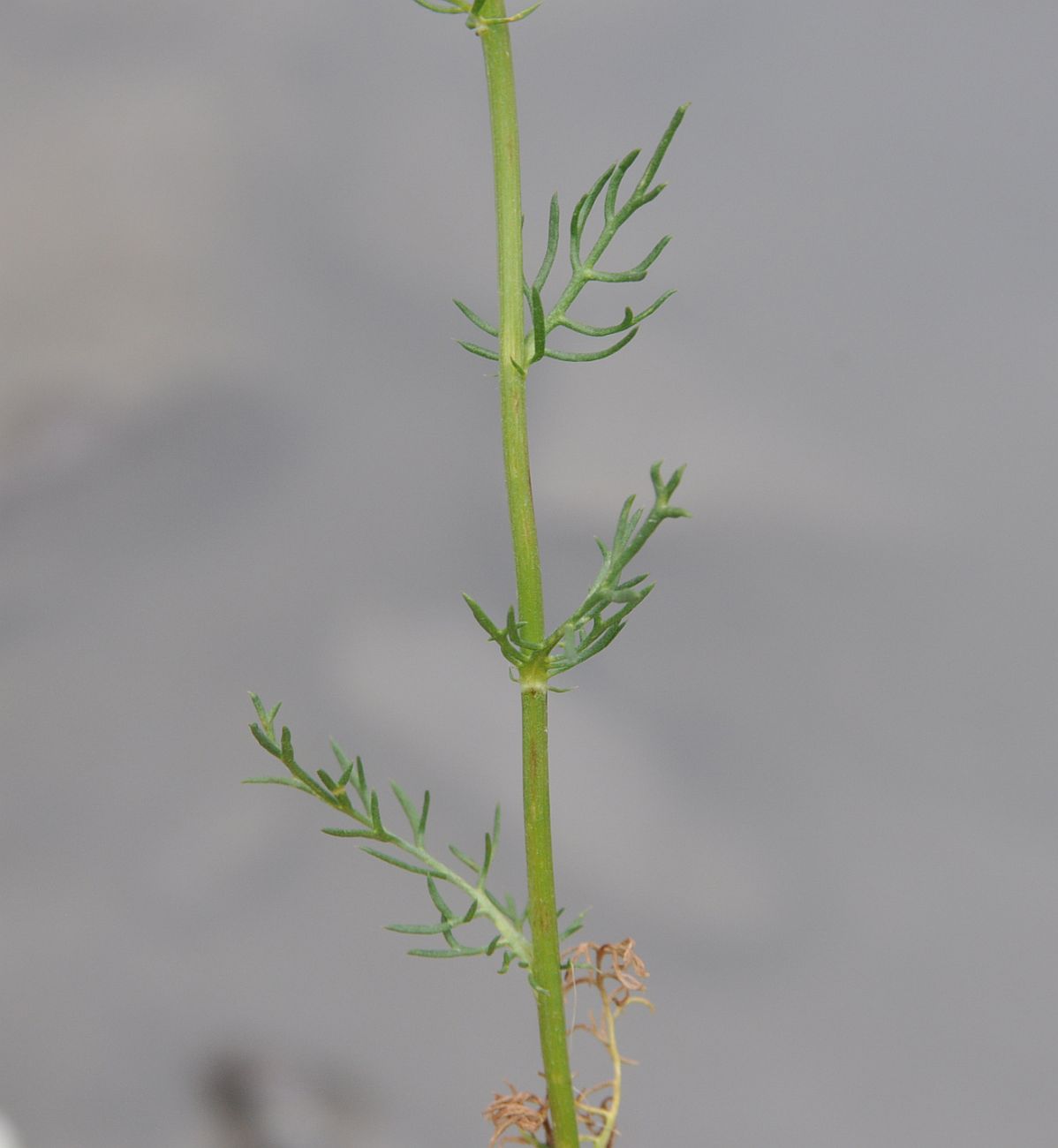 Изображение особи Tripleurospermum caucasicum.