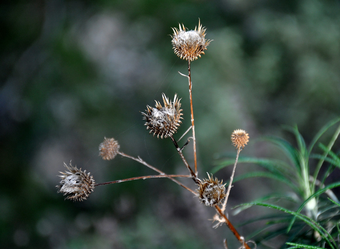 Изображение особи Ptilostemon chamaepeuce.