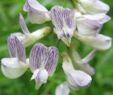 Vicia sylvatica. Цветки. Свердловская обл., Верхне-Пышминский ГО, скалы Петра Гронского, лесной склон. 19.06.2010.г.