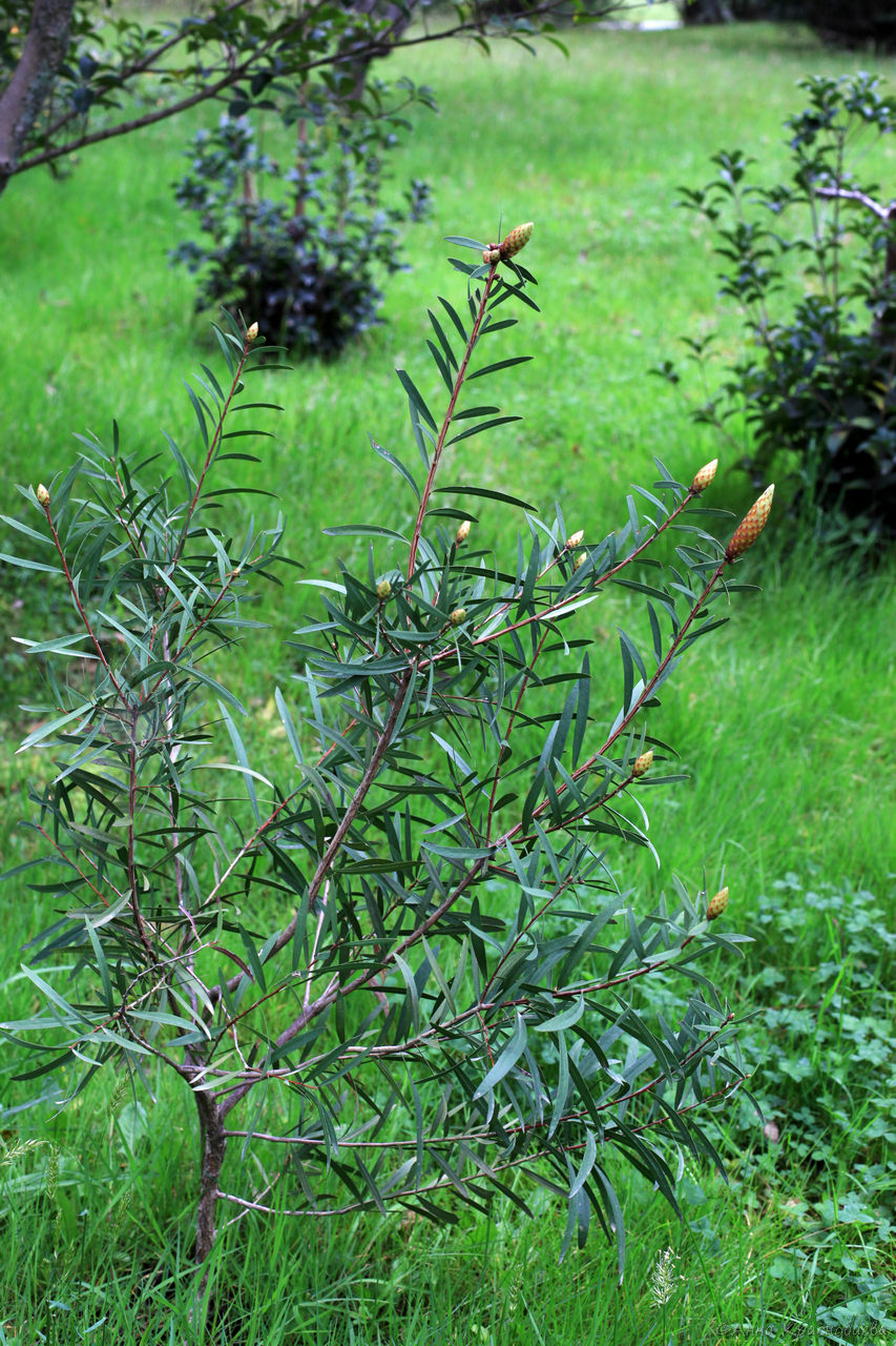 Image of Callistemon phoeniceus specimen.