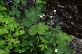 Ranunculus platanifolius. Верхушка цветущего растения с соплодиями. Чехия, Южночешский край, природный парк Vysebrodsko, Опатская тропа, берег искусственного канала, смешанный лес. 30.05.2014.