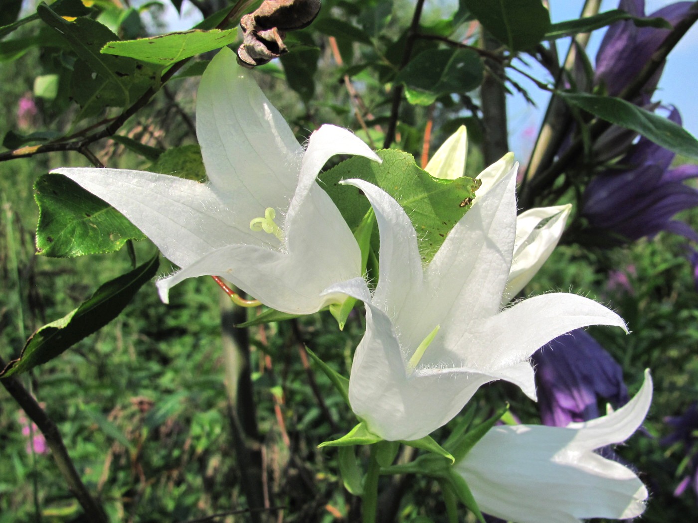 Изображение особи Campanula latifolia.