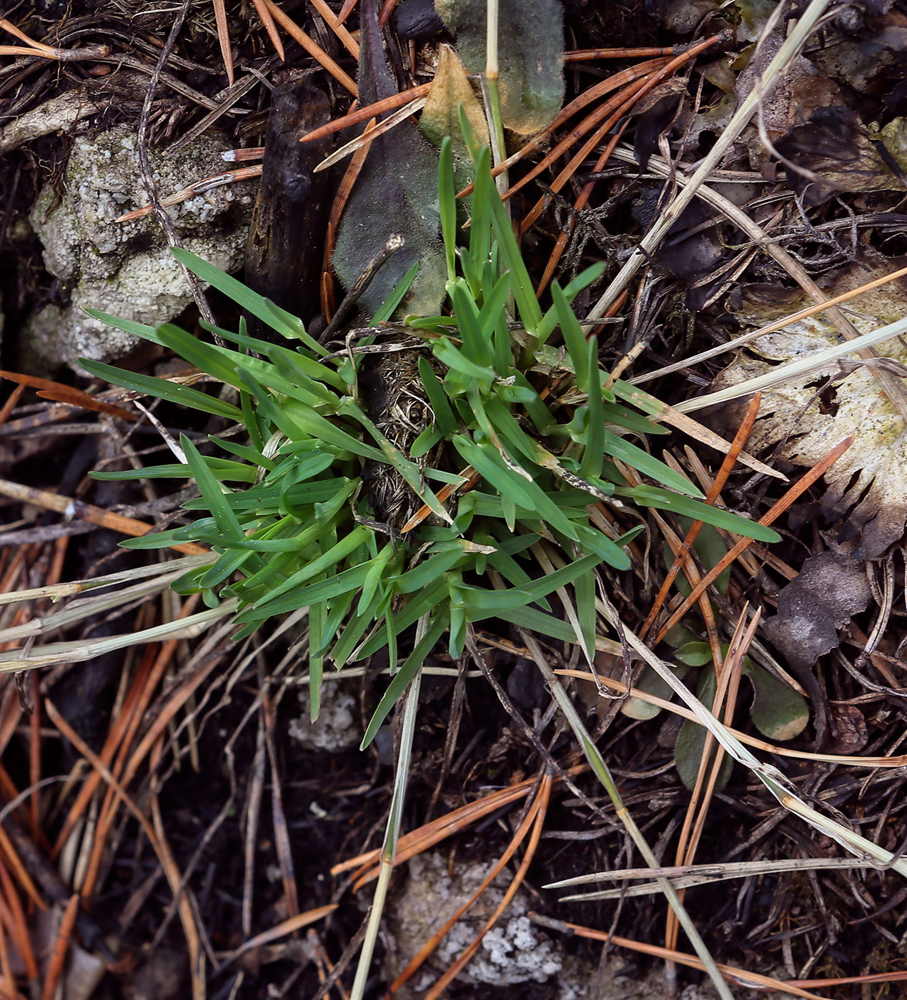 Image of genus Poa specimen.