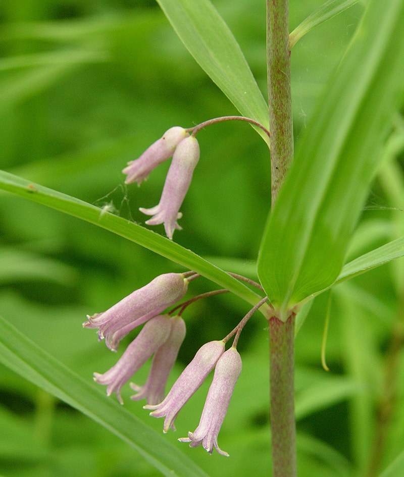 Image of Polygonatum roseum specimen.