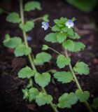 Veronica persica