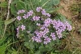 Geranium charlesii. Цветущее растение. Узбекистан, Сурхандарьинская обл., окр. г. Байсун, Байсунтау, горы Саукбулак. 20.04.2019.