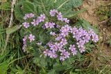 Geranium charlesii