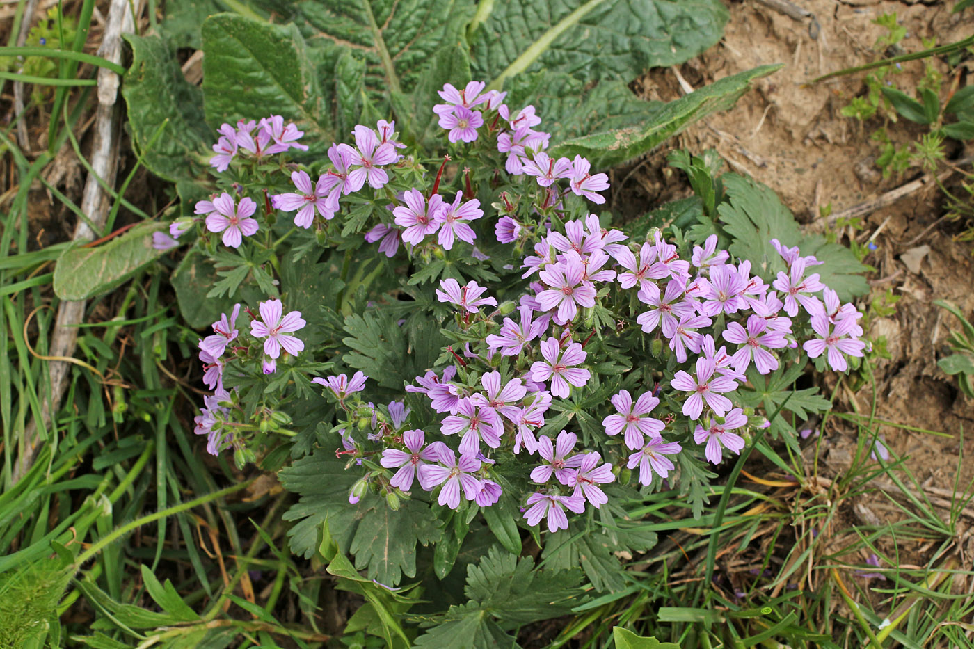 Изображение особи Geranium charlesii.