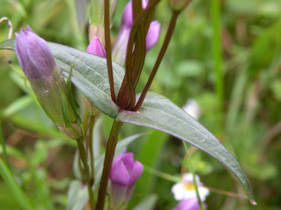 Image of Gentianella lingulata specimen.