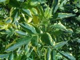 Sambucus nigra