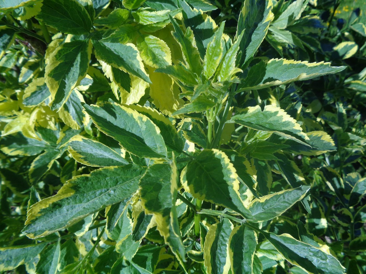 Image of Sambucus nigra specimen.