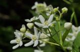 Vincetoxicum ascyrifolium