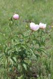 Paeonia lactiflora