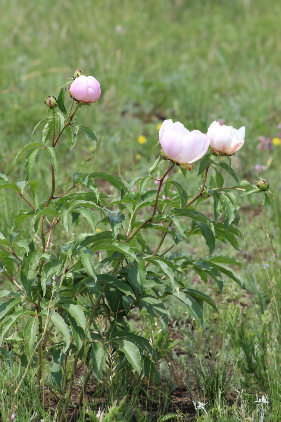 Image of Paeonia lactiflora specimen.