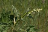 genus Alcea