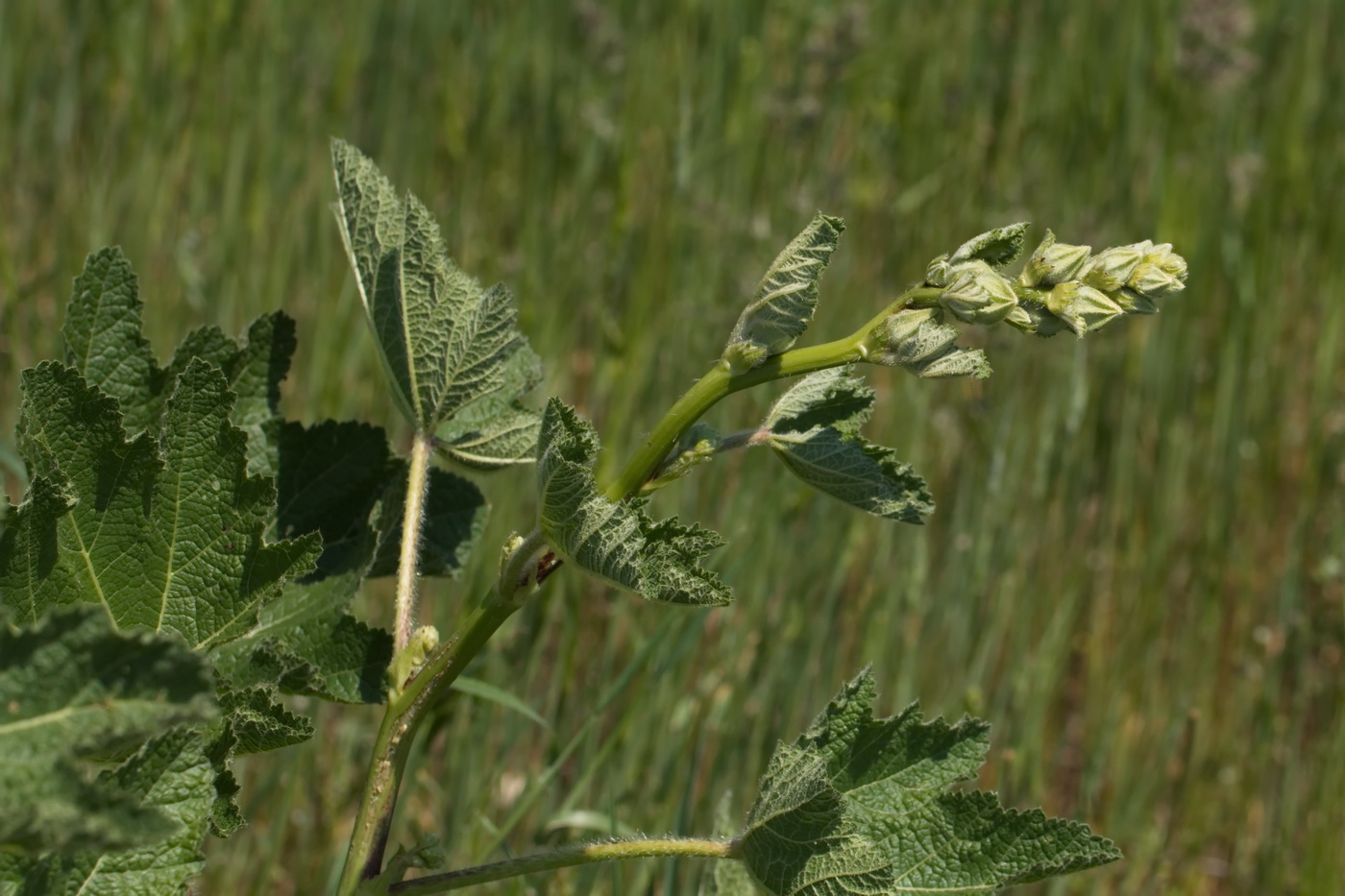 Image of genus Alcea specimen.