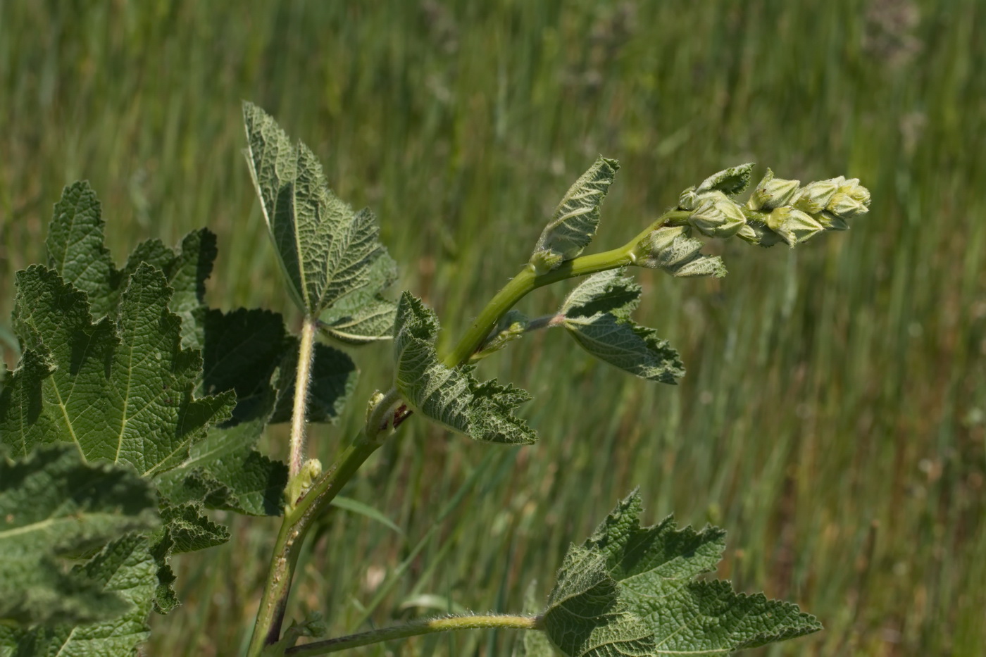 Изображение особи род Alcea.