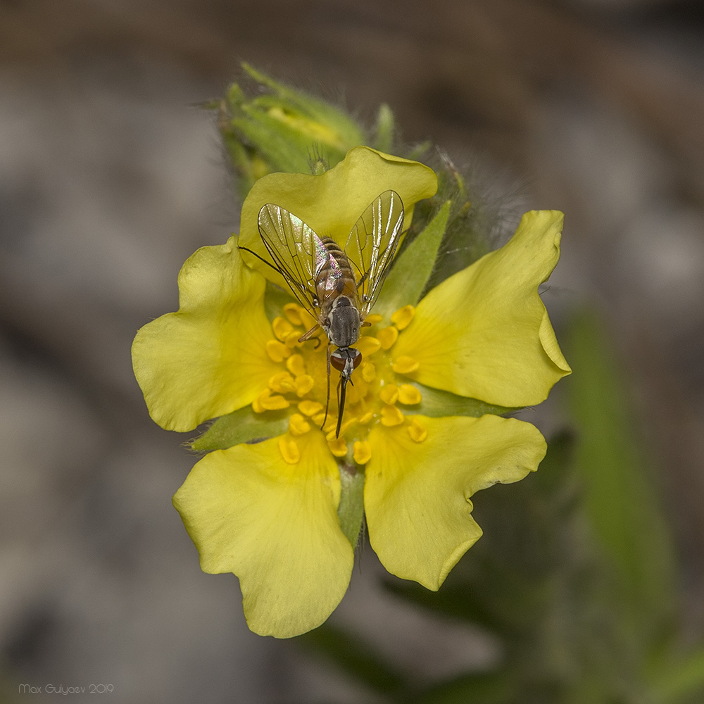 Изображение особи род Potentilla.