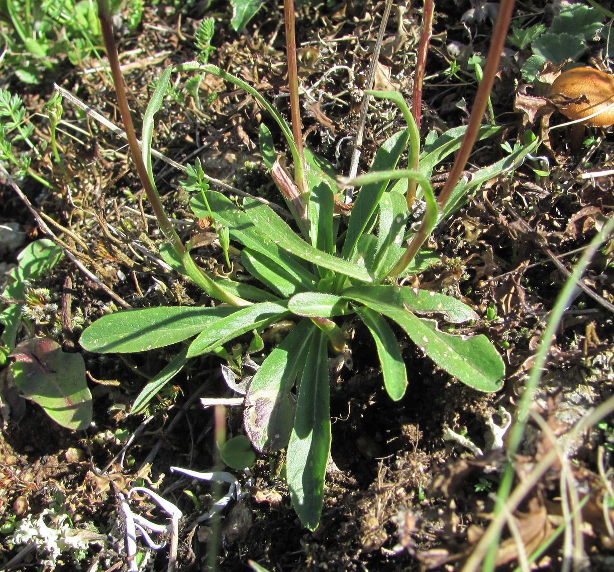 Image of Campanula ciliata specimen.