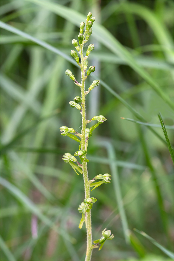 Image of Listera ovata specimen.