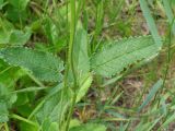 Betonica officinalis