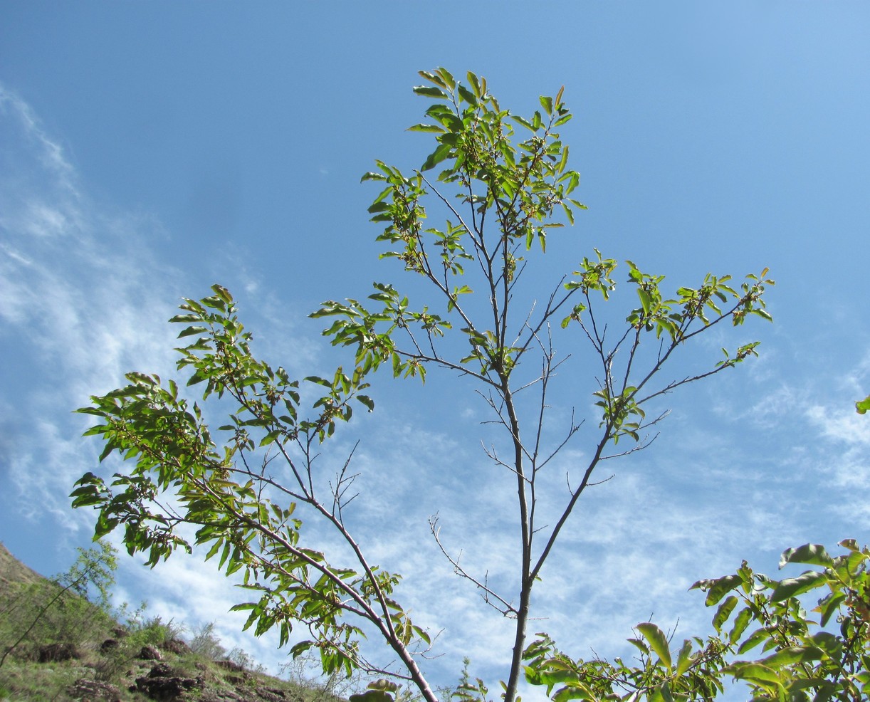 Image of Diospyros lotus specimen.