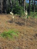 Fibigia eriocarpa. Плодоносящие растения. Краснодарский край, окр. г. Геленджик, опушка сосняка. 29.07.2019.