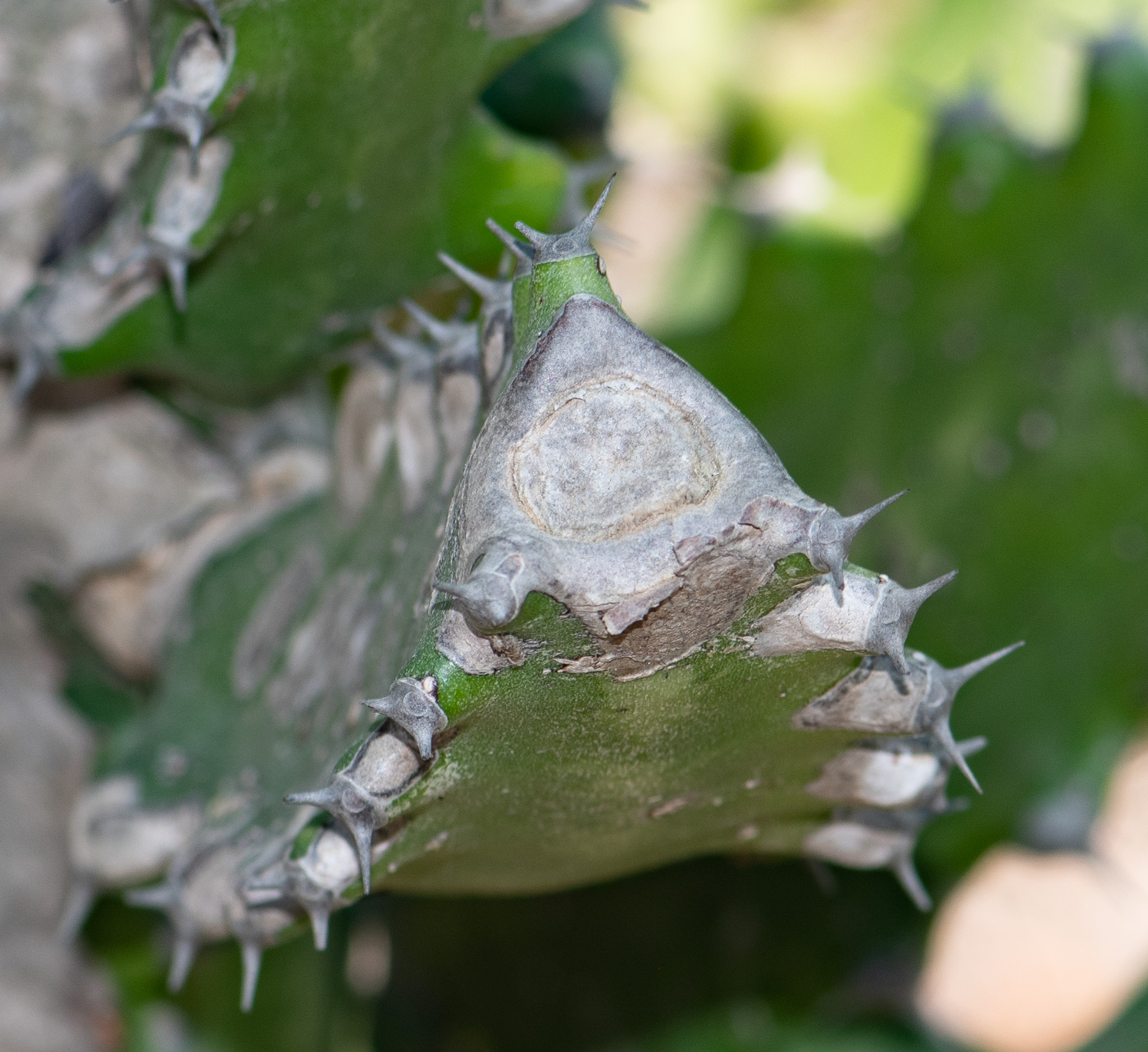 Изображение особи Euphorbia lactea.