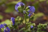 genus Polemonium. Верхушка цветущего побега. Костромская обл., Судиславский р-н, дер. Антипино, в культуре. 06.09.2019.