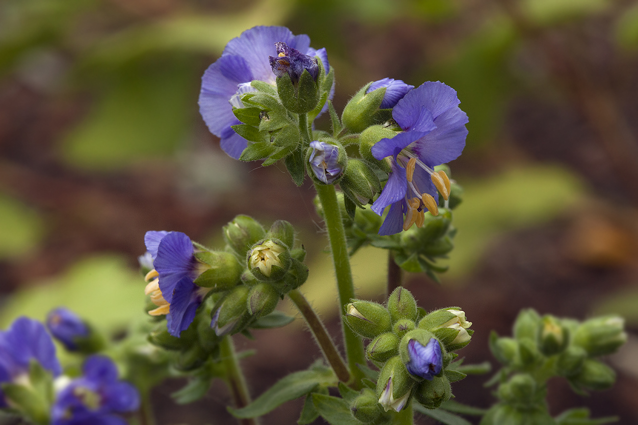 Изображение особи род Polemonium.