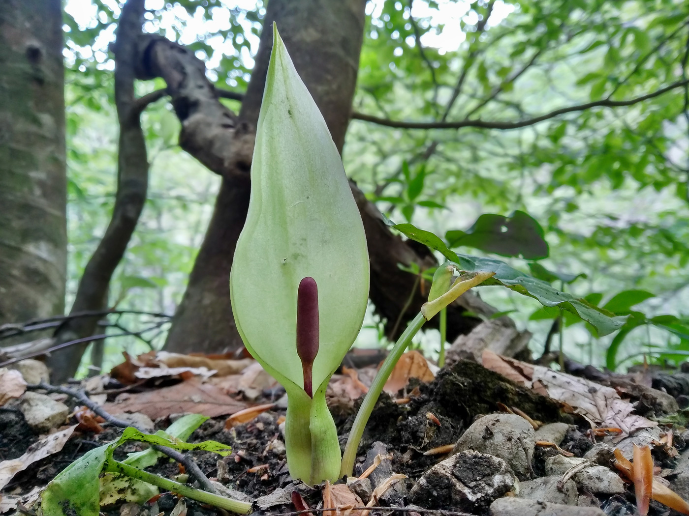 Image of Arum orientale specimen.