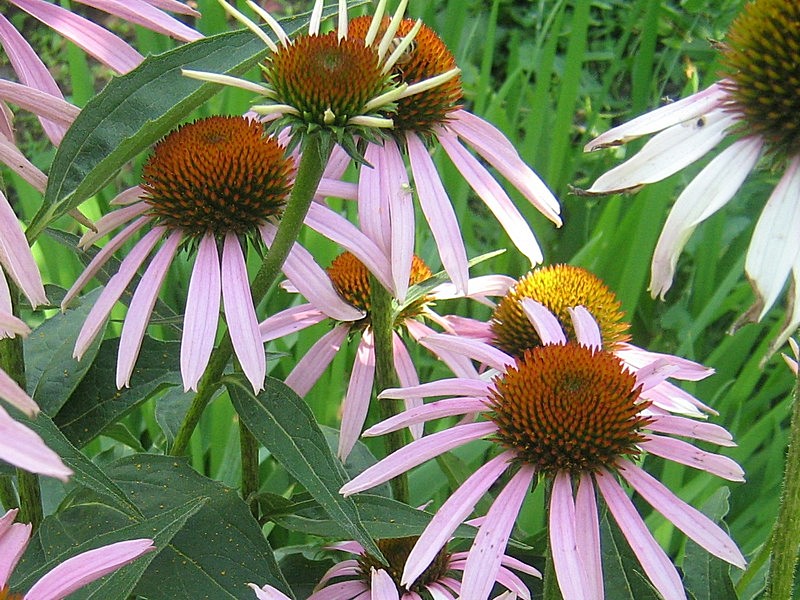 Изображение особи Echinacea purpurea.