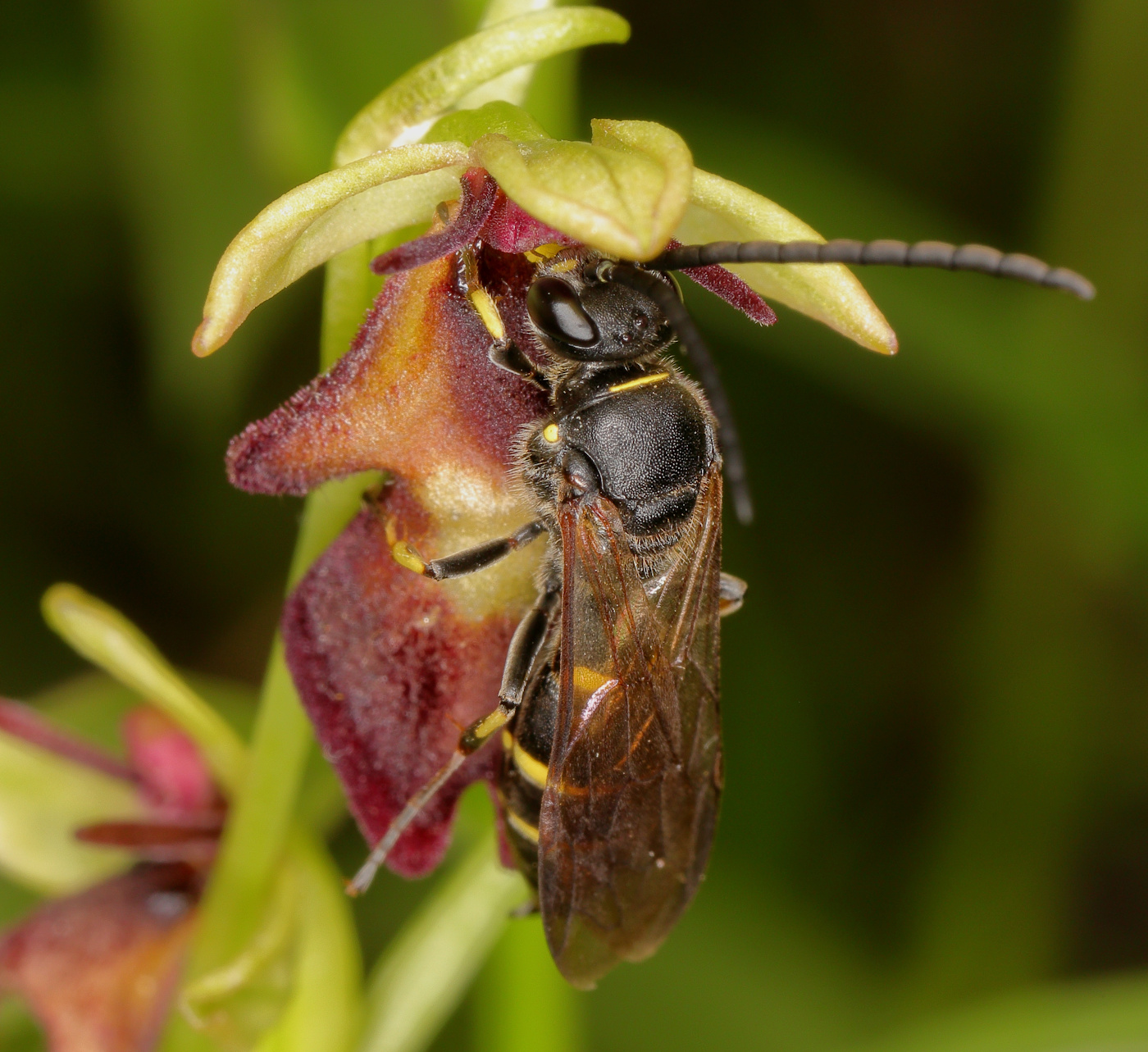 Image of Ophrys insectifera specimen.