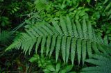 Dryopteris filix-mas. Верхушка вайи. Челябинская обл., Верхнеуфалейский гор. округ, гора Аракуль, ≈ 500 м н.у.м., опушка смешанного леса. 02.08.2019.