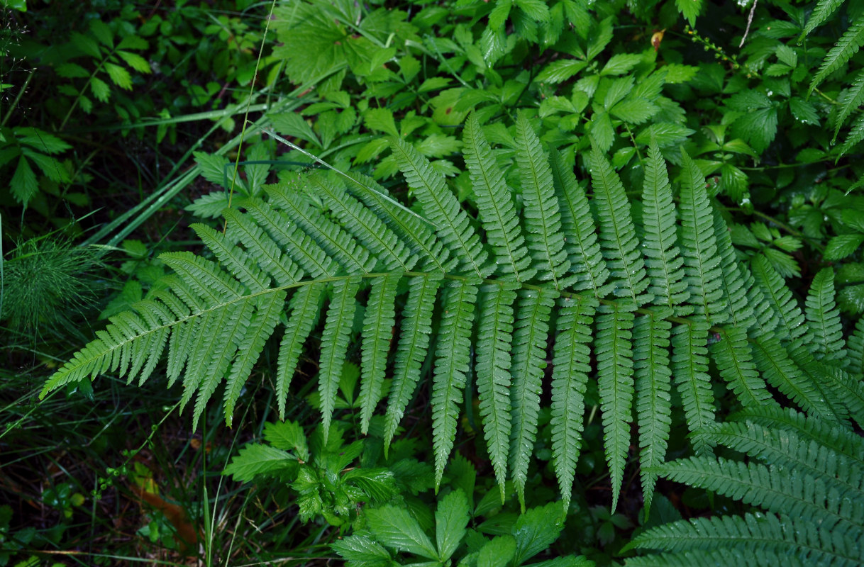 Image of Dryopteris filix-mas specimen.