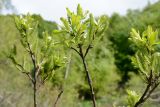 genus Salix. Ветви с пестичными соцветиями. Адыгея, Фишт-Оштеновский массив, 1640 м н.у.м., опушка. 12.06.2017.