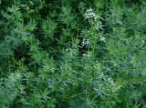 Galium mollugo. Верхушки растения с соцветием. Иркутская обл., окр. Иркутска, газон. 24.08.2019.