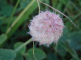 Trifolium fragiferum