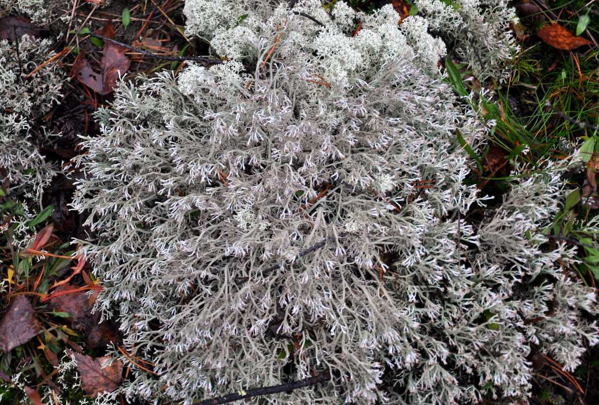 Изображение особи Cladonia rangiferina.