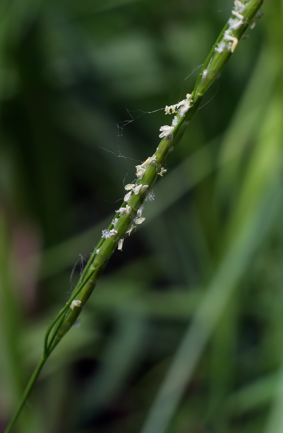 Image of Glyceria notata specimen.