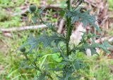 Cirsium vulgare. Средняя часть цветущего растения. Беларусь, Витебская обл., ландшафтно-гидрологический заказник \"Глубокский Мох\", опушка смешанного хвойно-широколиственного леса у обочины грунтовой дороги. 01.08.2019.