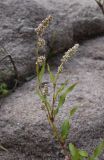 Persicaria maculosa. Верхушка побега с соцветиями. Испания, автономное сообщество Каталония, провинция Барселона, комарка Осона, муниципалитет Виланова-де-Сау, водохранилище Сау, прибрежная полоса песчаников и конгломератов. 15.09.2019.