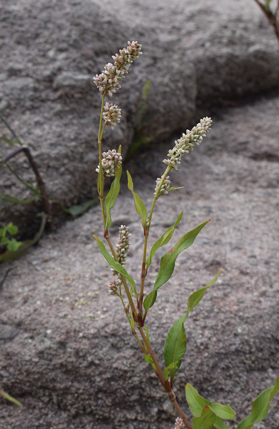 Image of Persicaria maculosa specimen.