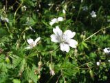 Geranium albiflorum. Верхушка цветущего мужского растения с сидящей мухой. Казахстан, Центральный Алтай, правый берег оз. Рахмановское, 1760 м н.у.м., кедрач. 26 июня 2019 г.