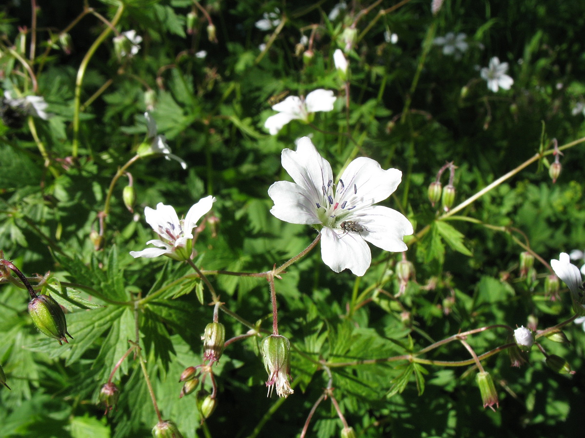 Изображение особи Geranium albiflorum.