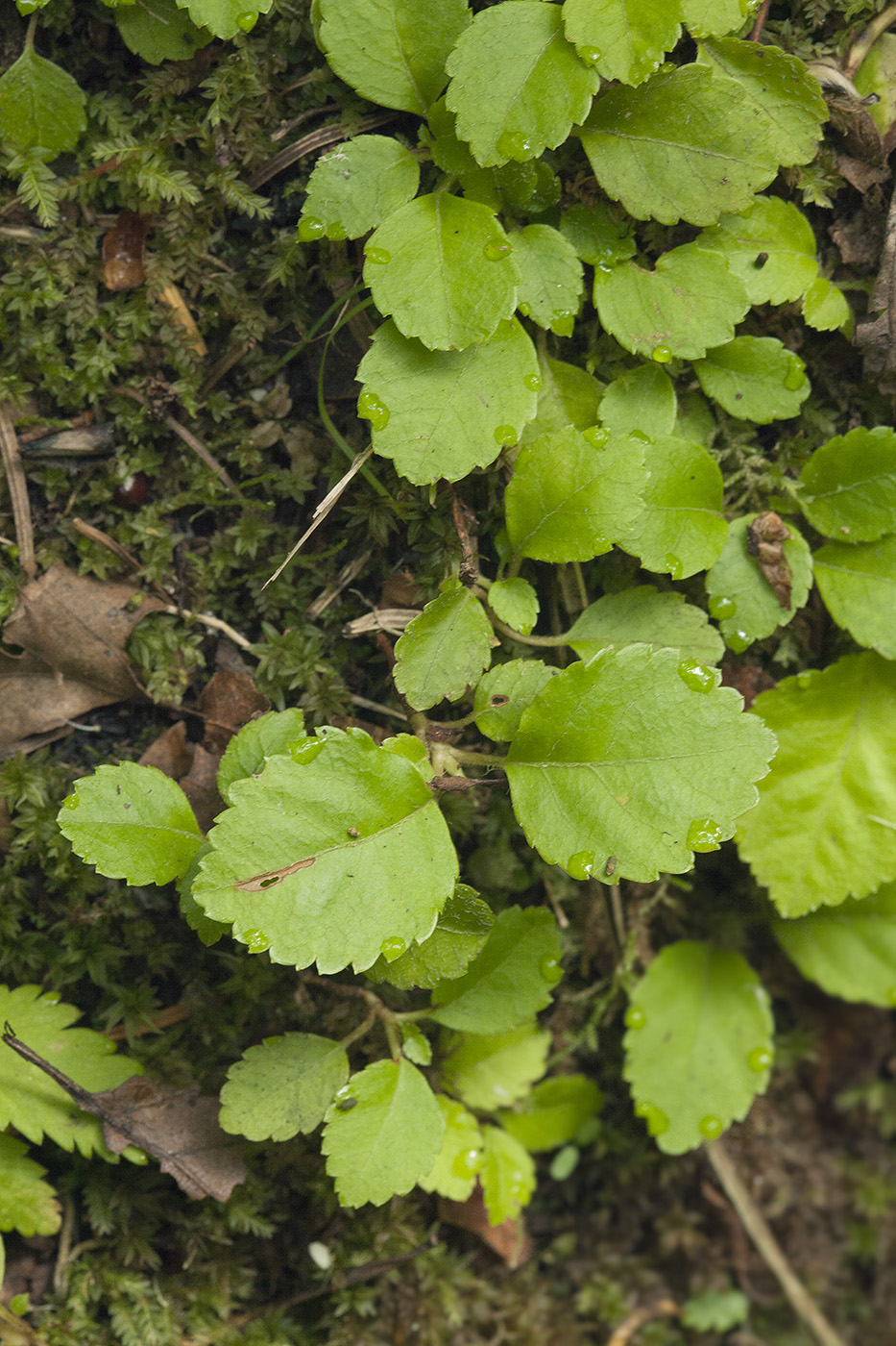 Изображение особи Hydrangea petiolaris.