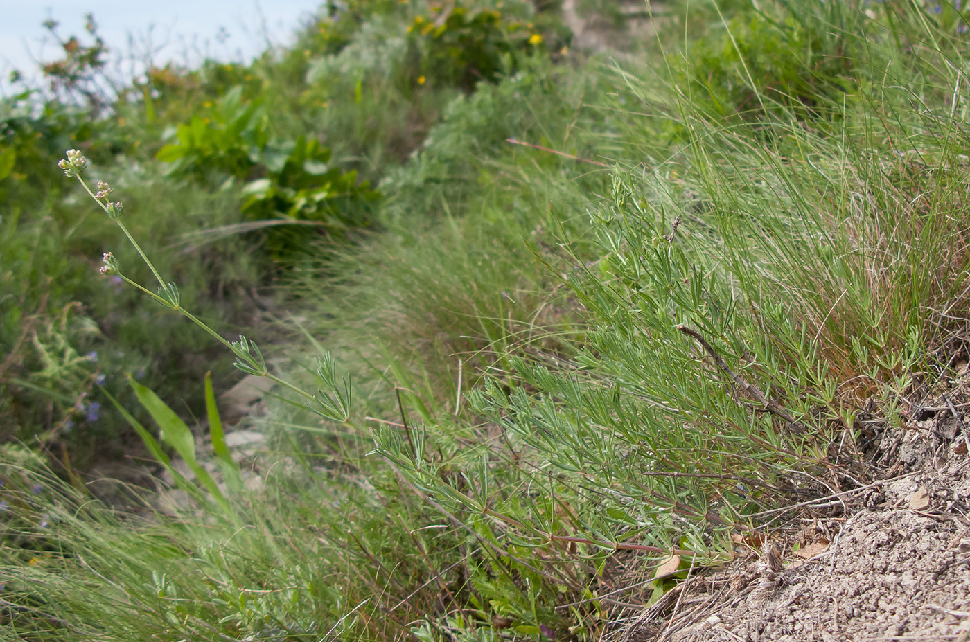 Image of Galium biebersteinii specimen.